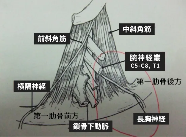図1. 胸郭出口における神経・血管の解剖図